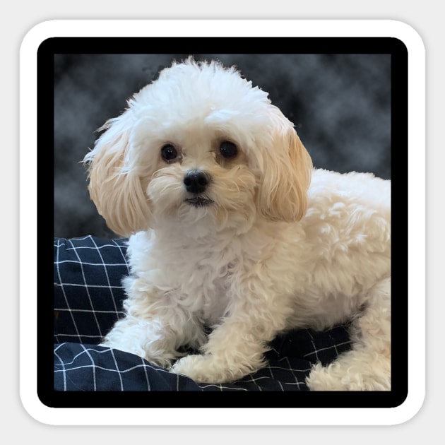 Maltipoo Love. Beautiful little dog with long silky white hair. Sticker by KarenZukArt